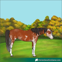 Horse Color:Bay Sabino  and Bay Sabino 