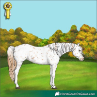 Horse Color:Chestnut Appaloosa 