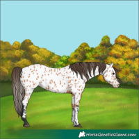 Horse Color:Bay Appaloosa 