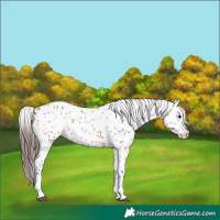 Horse Color:Bay Leopard 