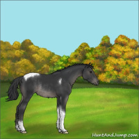 Horse Color:Black Tobiano Rabicano 