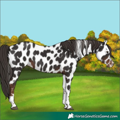 Horse Color:Liver Chestnut Tobiano Appaloosa 