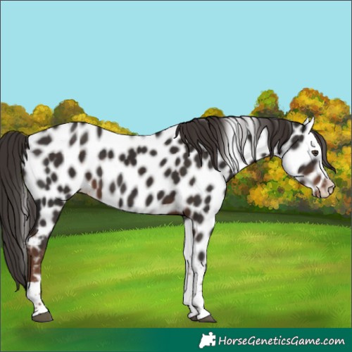 Horse Color:Liver Chestnut Tobiano Appaloosa 