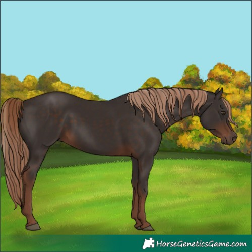 Horse Color:Liver Chestnut 