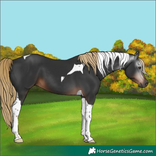 Horse Color:Gray Liver Chestnut Tobiano