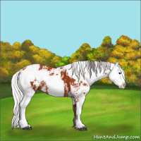 Horse Color:Bay Sabino  and Silver Bay Sabino 