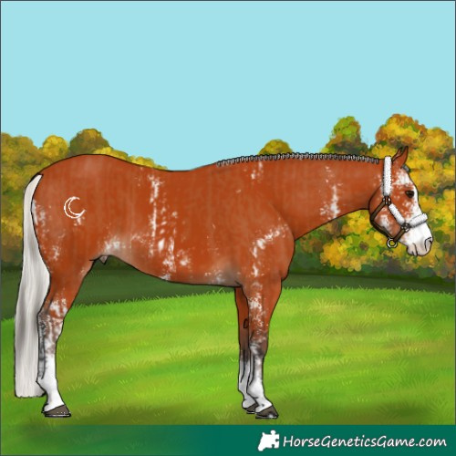 Horse Color:Bay Sabino  and Silver Bay Sabino 