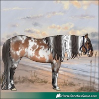 Horse Color:White Spotted Brown 