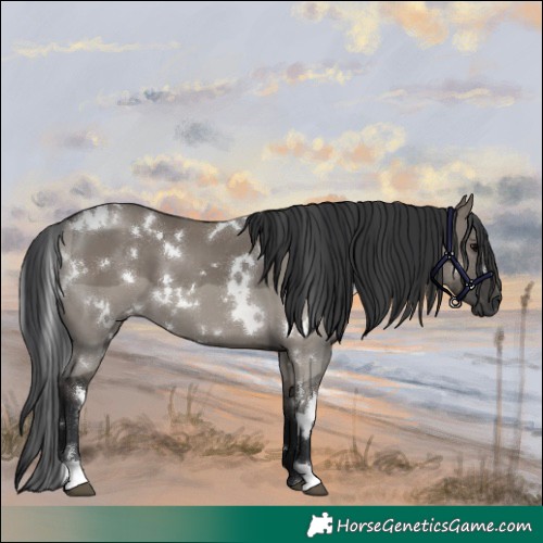 Horse Color:White Spotted Grullo