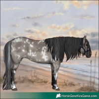 Horse Color:White Spotted Grullo 