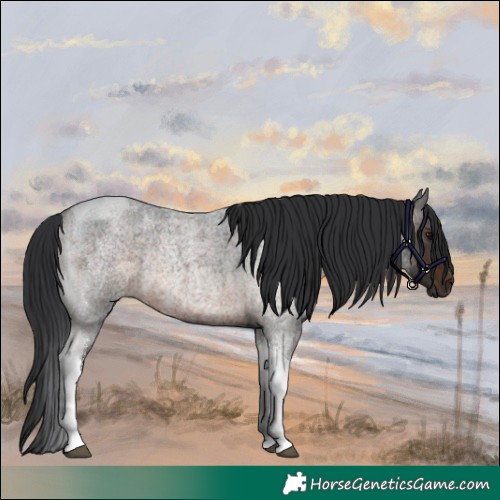 Horse Color:Brown Roan Tobiano Rabicano