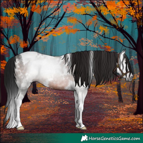 Horse Color:Gray White Spotted Brown Tobiano Rabicano