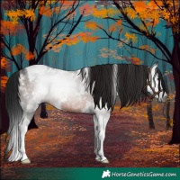 Horse Color:Gray White Spotted Brown Tobiano Rabicano 