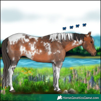 Horse Color:White Spotted Bay Tobiano