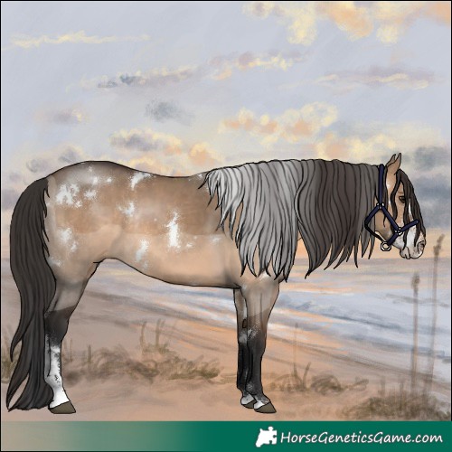 Horse Color:White Spotted Brown Dun Sabino Rabicano 