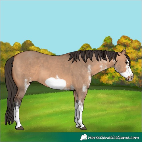 Horse Color:White Spotted Bay Dun Frame 