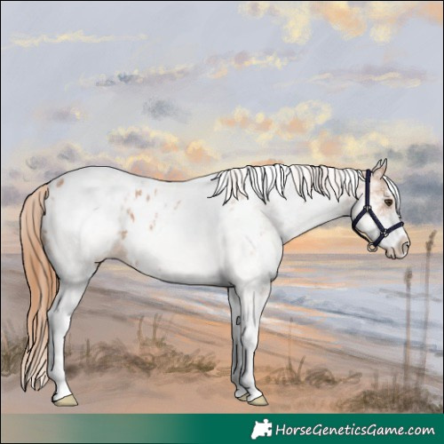 Horse Color:White Spotted Chestnut Appaloosa Rabicano