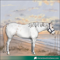 Horse Color:White Spotted Chestnut Appaloosa Rabicano 