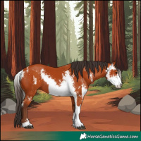 Horse Color:Silver Bay Sabino  and Bay Sabino 