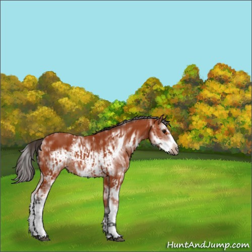 Horse Color:Bay Sabino and Bay Sabino Frame