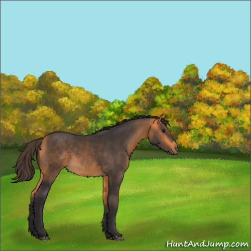Horse Color:Buckskin 
