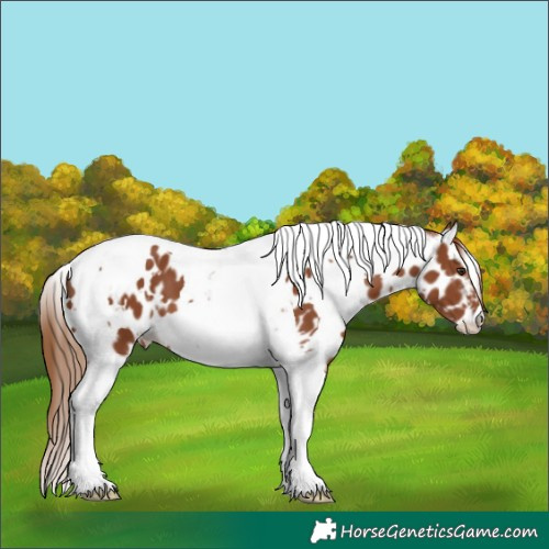 Horse Color:White Spotted Chestnut Tobiano Appaloosa 