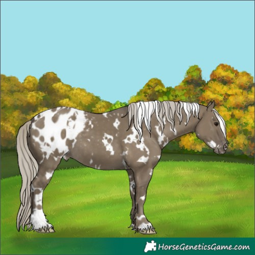 Horse Color:White Spotted Silver Smoky Grullo Appaloosa 