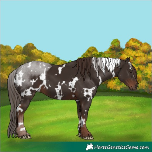 Horse Color:White Spotted Liver Chestnut 