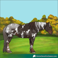 Horse Color:White Spotted Liver Chestnut 