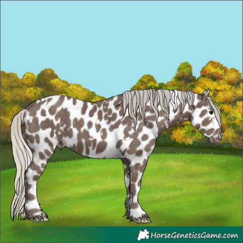 Horse Color:White Spotted Silver Smoky Black Appaloosa 