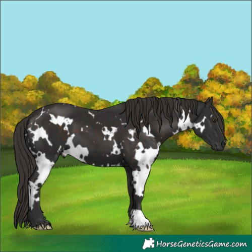 Horse Color:White Spotted Liver Chestnut 