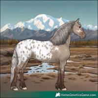 Horse Color:White Spotted Silver Grullo Appaloosa 
