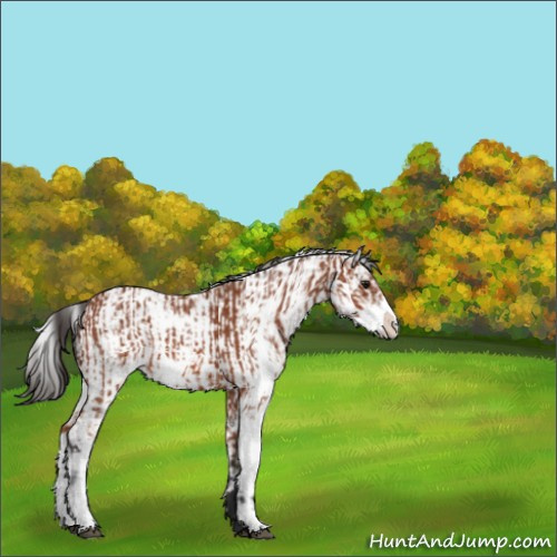 Horse Color:Bay Sabino  and Bay Sabino Rabicano 