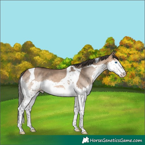Horse Color:Bay Dun Splash Tobiano 