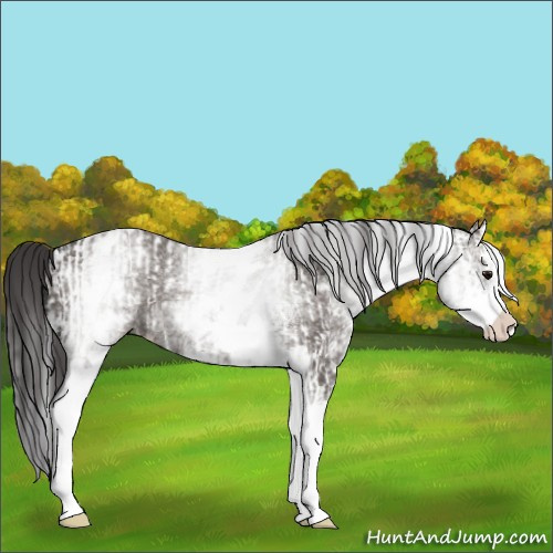 Horse Color:White Spotted Smoky Grullo Rabicano  and White Spotted Smoky Grullo Splash Rabicano 