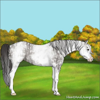 Horse Color:White Spotted Smoky Grullo Rabicano  and White Spotted Smoky Grullo Splash Rabicano 