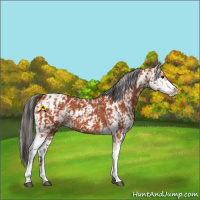 Horse Color:Bay Sabino  and Bay Sabino 