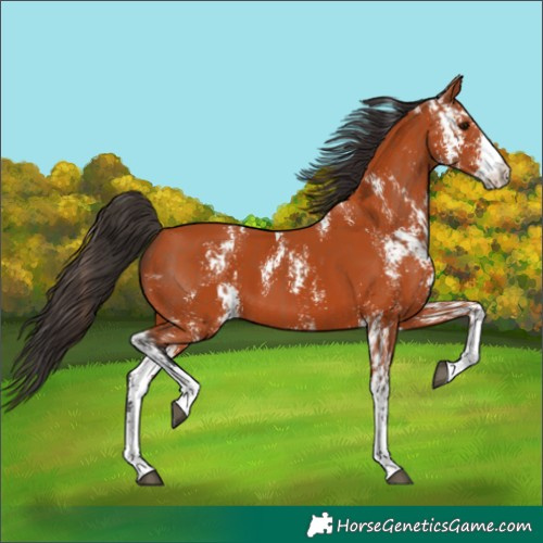 Horse Color:Bay Sabino  and Bay Sabino 