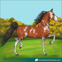 Horse Color:Bay Sabino  and Bay Sabino 