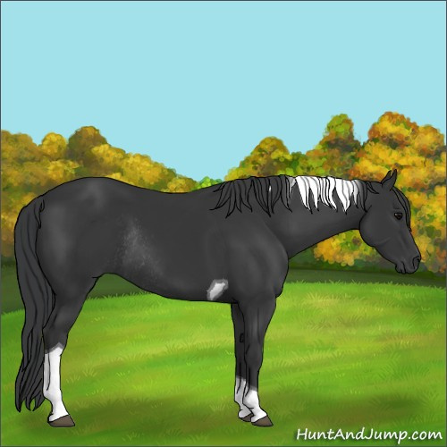 Horse Color:Black Tobiano Rabicano 