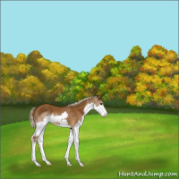 Horse Color:Chocolate Palomino Splash