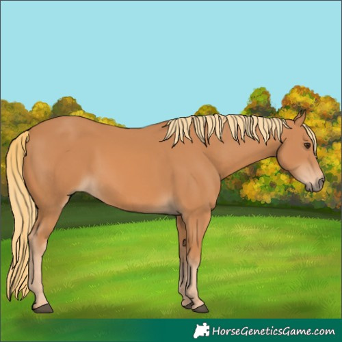 Horse Color:Chestnut Rabicano