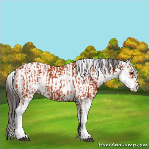Horse Color:Bay Sabino  and Bay Sabino 