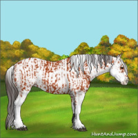 Horse Color:Bay Sabino and Bay Sabino