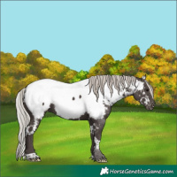 Horse Color:White Spotted Silver Black Appaloosa 