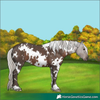 Horse Color:White Spotted Silver Black 