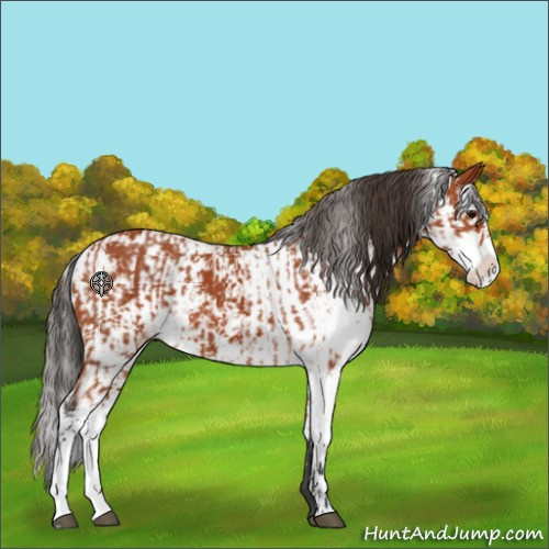 Horse Color:Bay Sabino  and Bay Sabino 