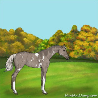 Horse Color:White Spotted Silver Grullo Tobiano Brindle 
