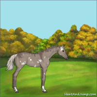 Horse Color:White Spotted Silver Grullo Tobiano