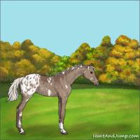 Horse Color:White Spotted Silver Grullo Tobiano Appaloosa Brindle